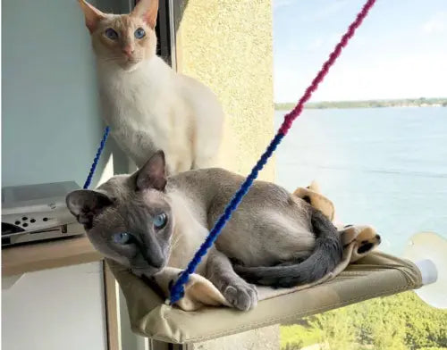 Cat Window Bed One Stop Shop